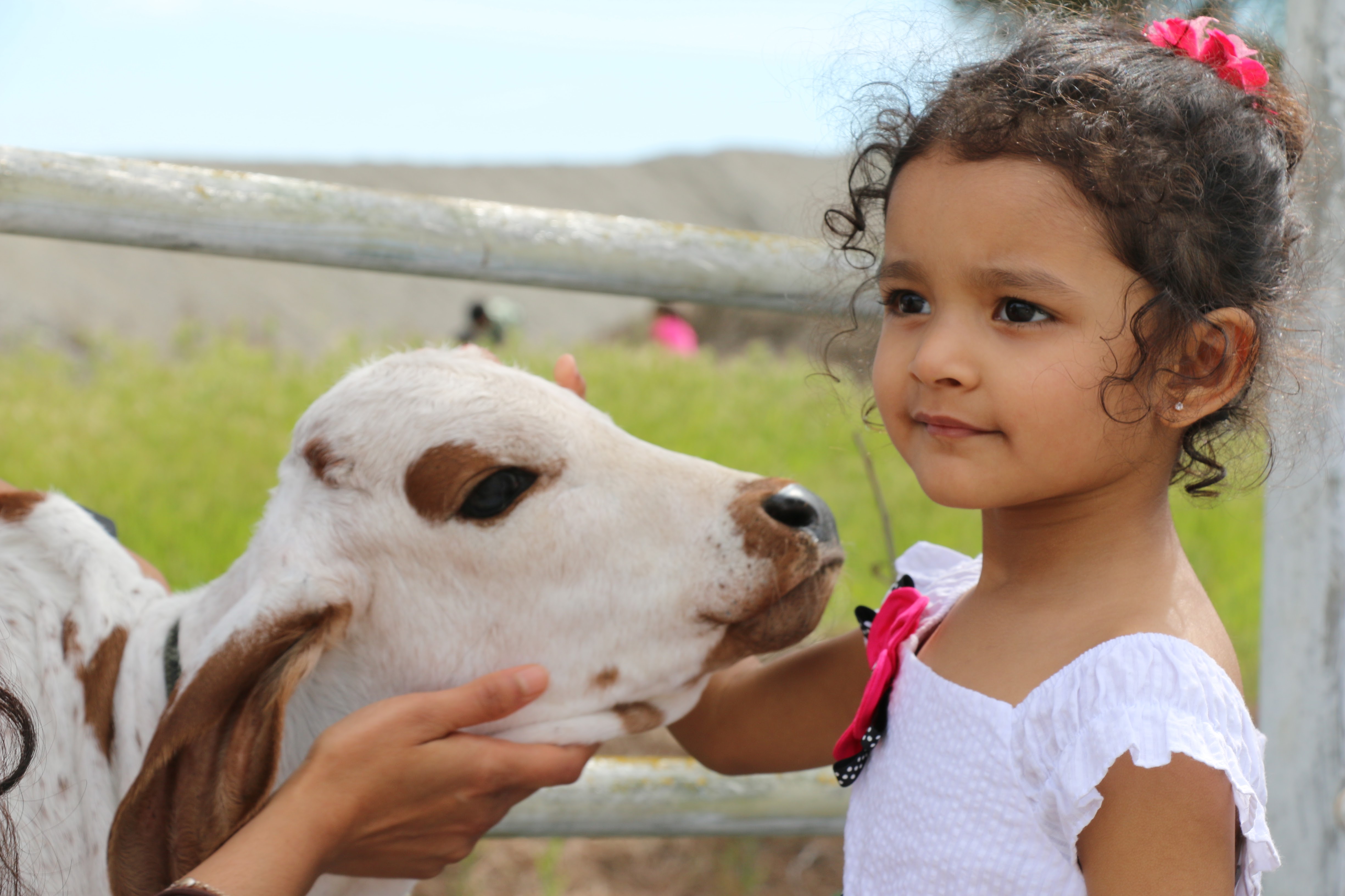 Child petting a friendly calf