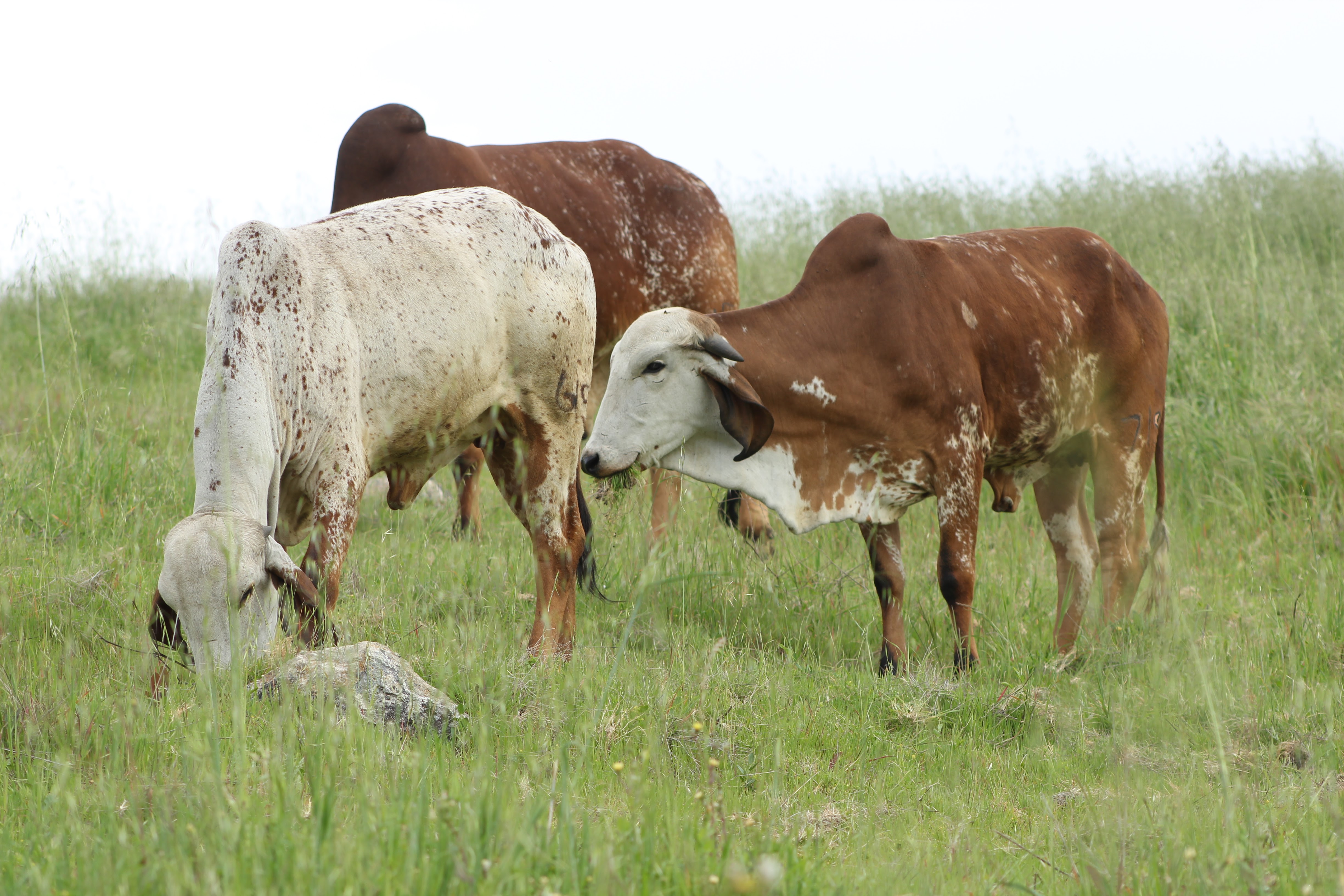 Grazing Time